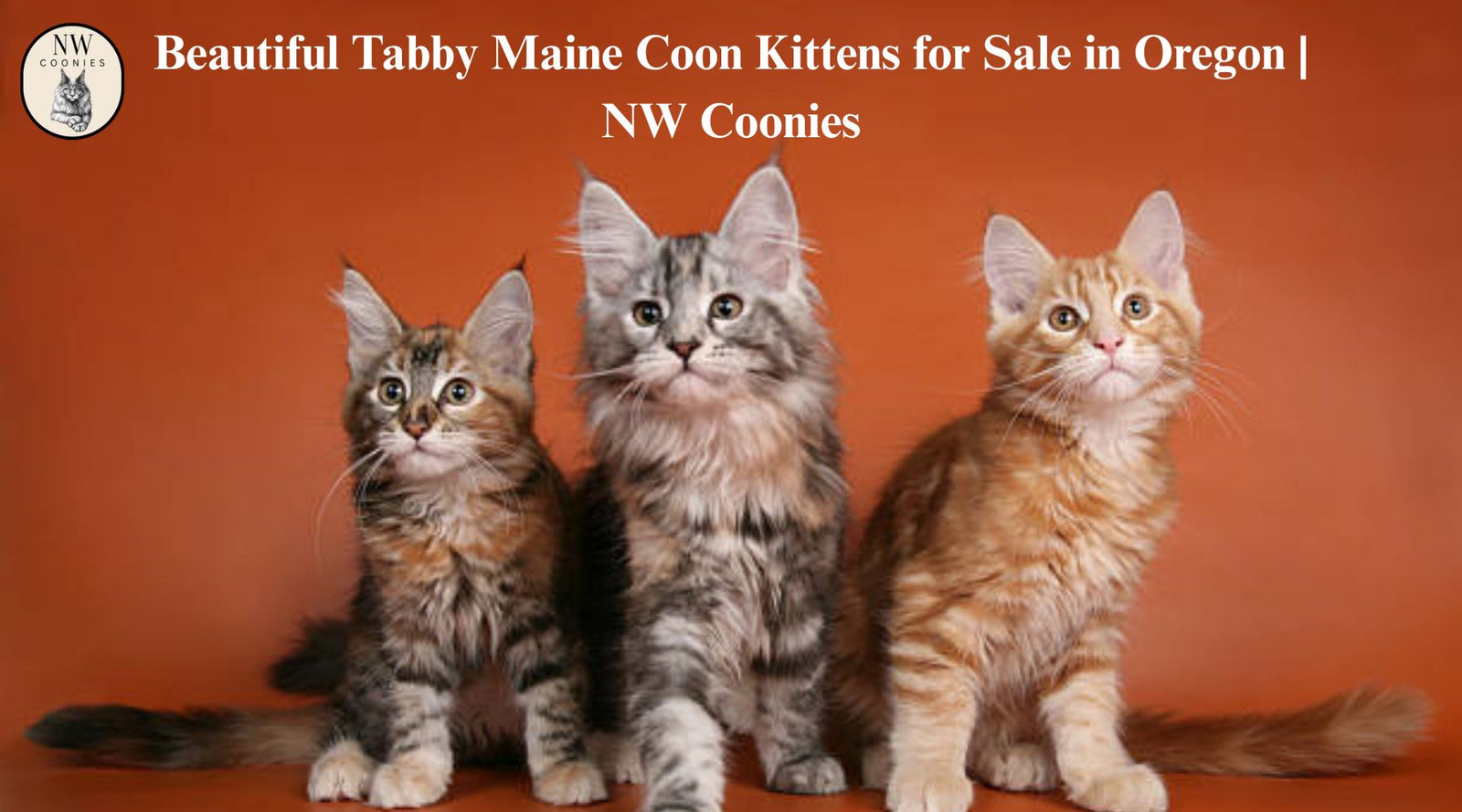 Why Tabby Maine Coon Kittens for Sale Are So Popular Among Families