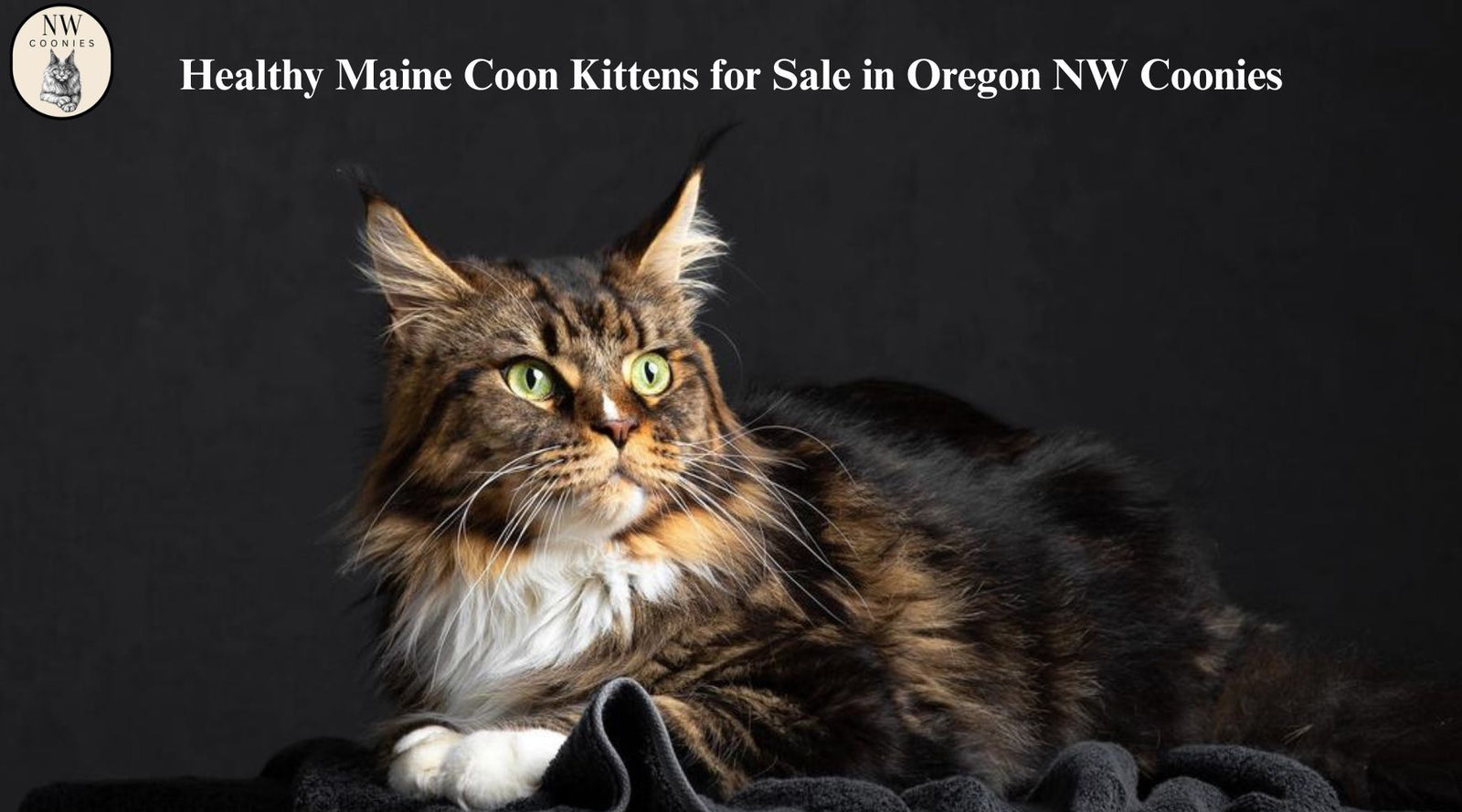 Maine Coon Kittens for Sale: Complete Guide to Choosing Healthy Kittens and Trusted Breeders NW Coonies
