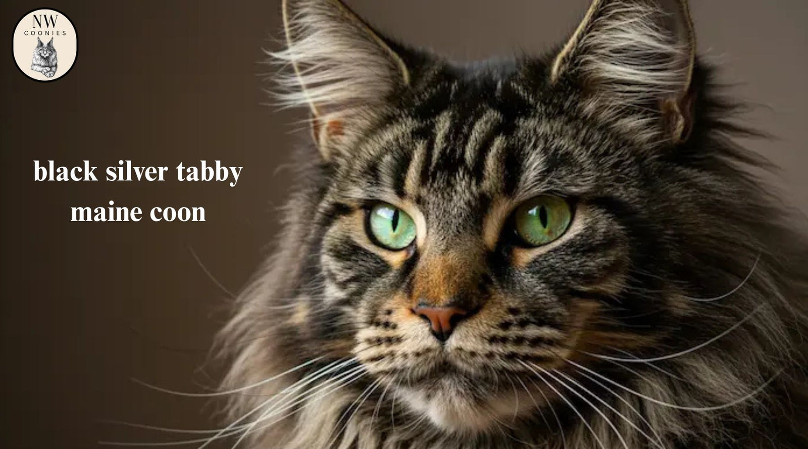 Black Silver Tabby Maine Coon Price, Colors, Personality, and Complete Guide 2026