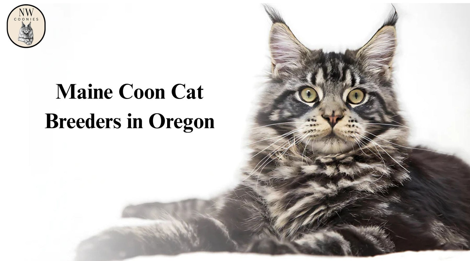 Maine Coon Cat Breeders Oregon Guide to Orange Maine Coon Kittens and Trusted Breeders