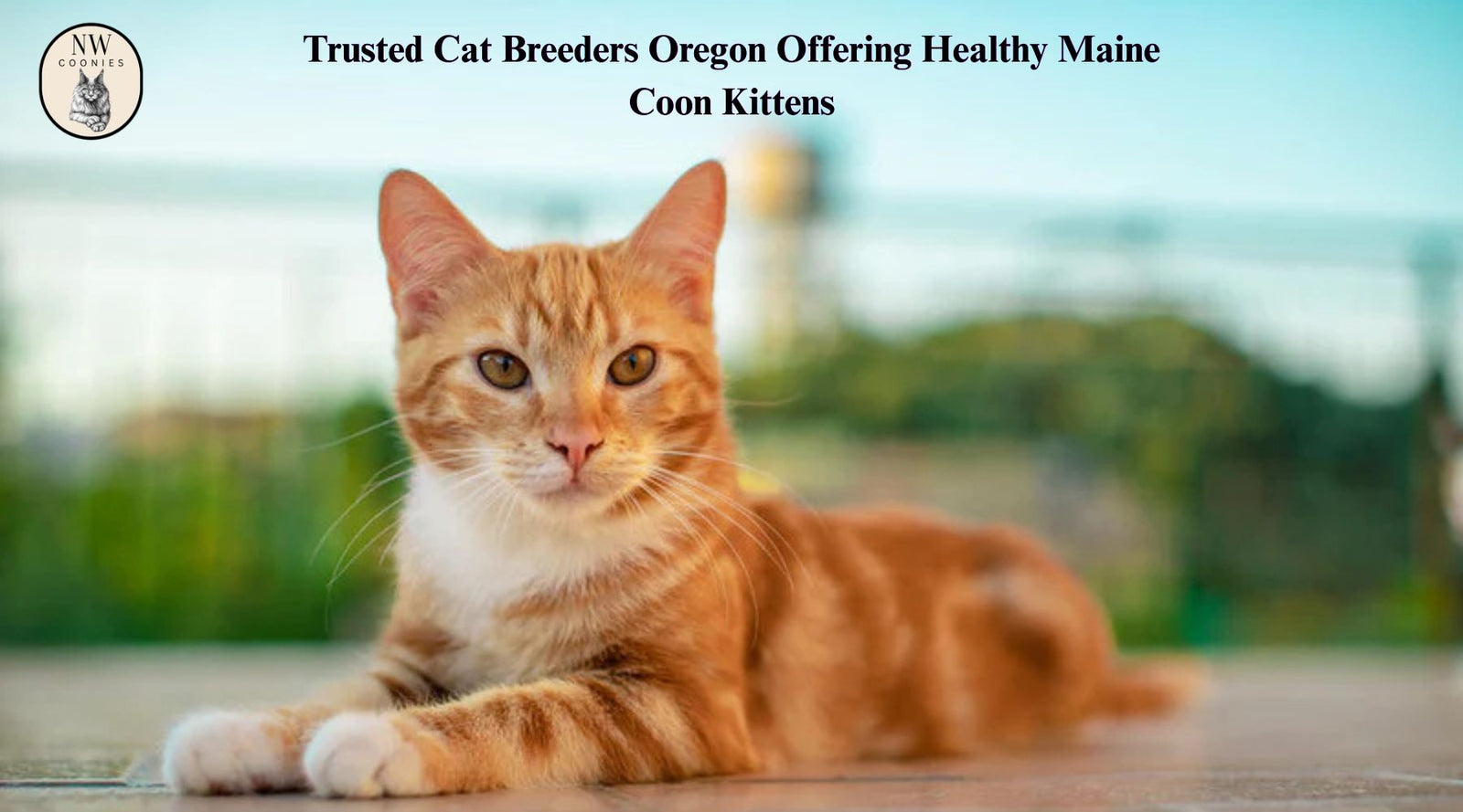 How to Find Trusted Breeders and High Quality Kittens NW Coonies
