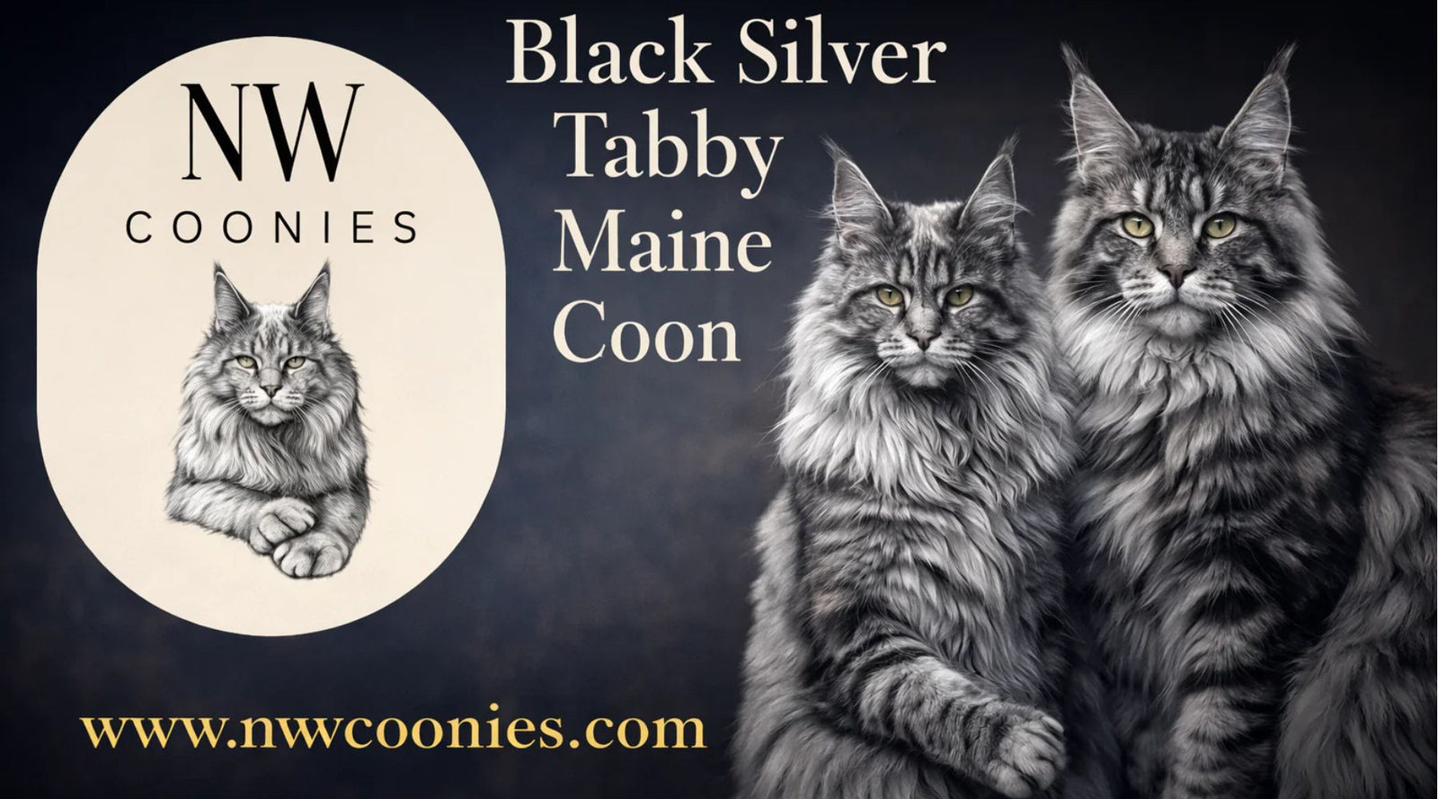 Black Silver Tabby Maine Coon Personality: 12 Surprising Facts