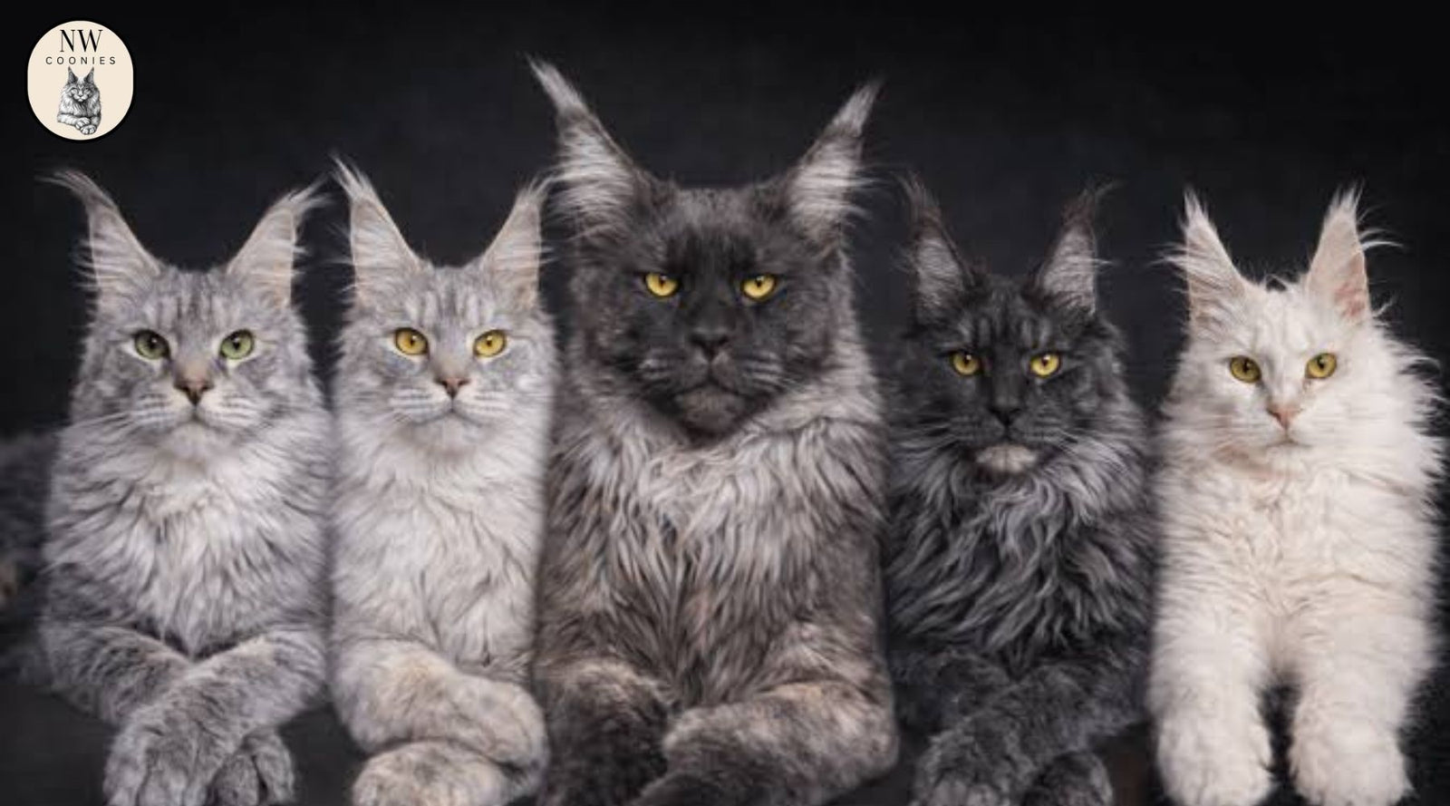 Tabby Maine Coon Kittens for Sale: What Smart Buyers Look for Before Choosing a Kitten