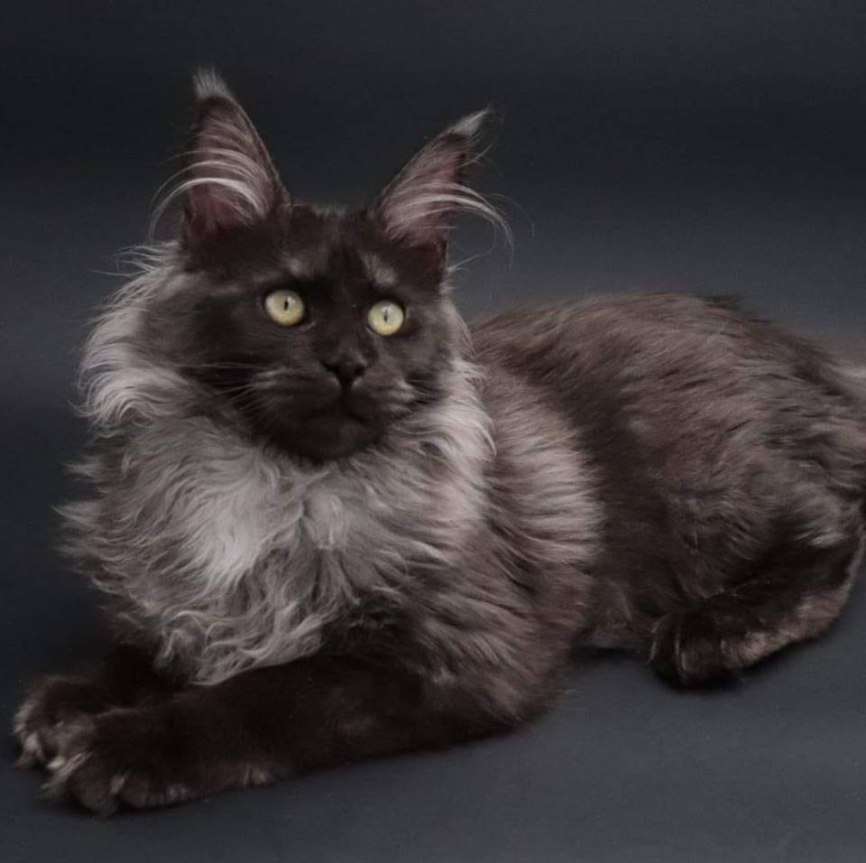 Top 10 Benefits of Bringing Home Maine Coon Kittens for Sale