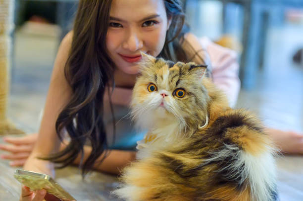 Maine Coon kittens for sale with fluffy coats and playful expressions