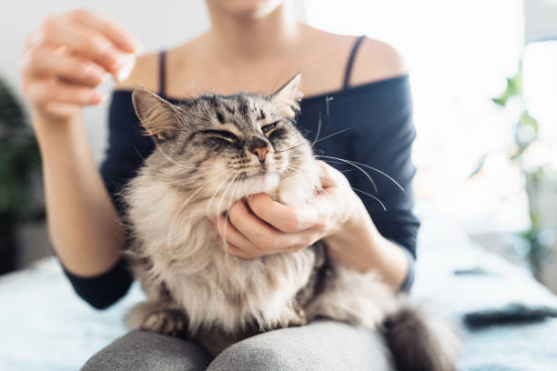 Healthy Maine Coon kittens for sale with long fur and tufted ears