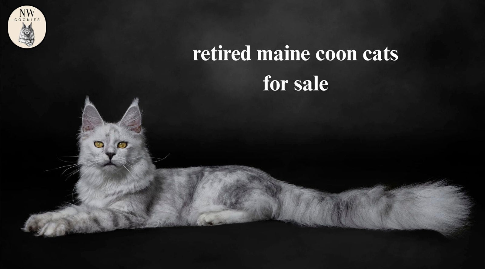 Retired Maine Coon Cats for Sale from NW Coonies: Why Adult Cats Are Perfect