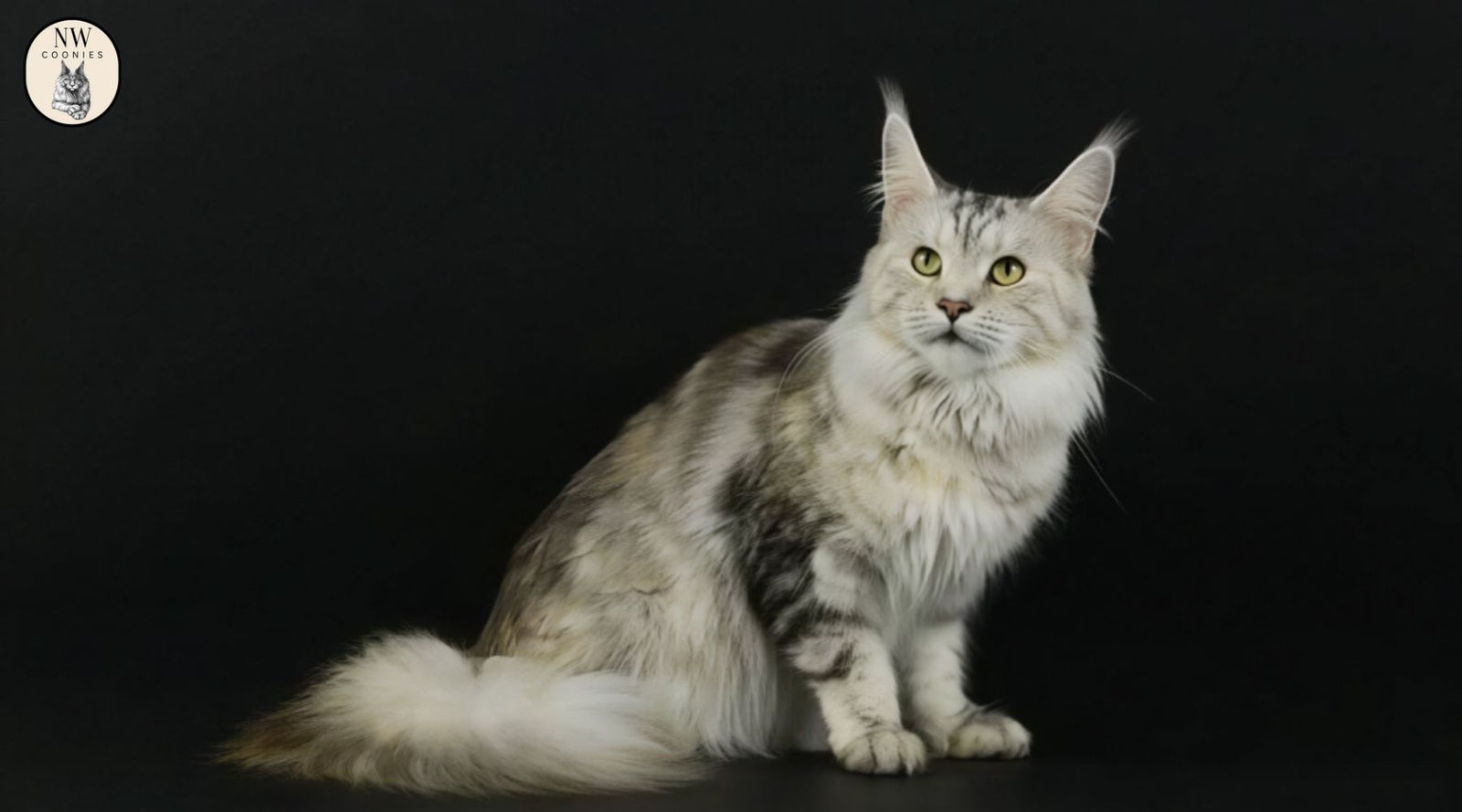 Tabby Maine Coon kitten with fluffy fur, distinctive coat patterns, and healthy appearance in Oregon.