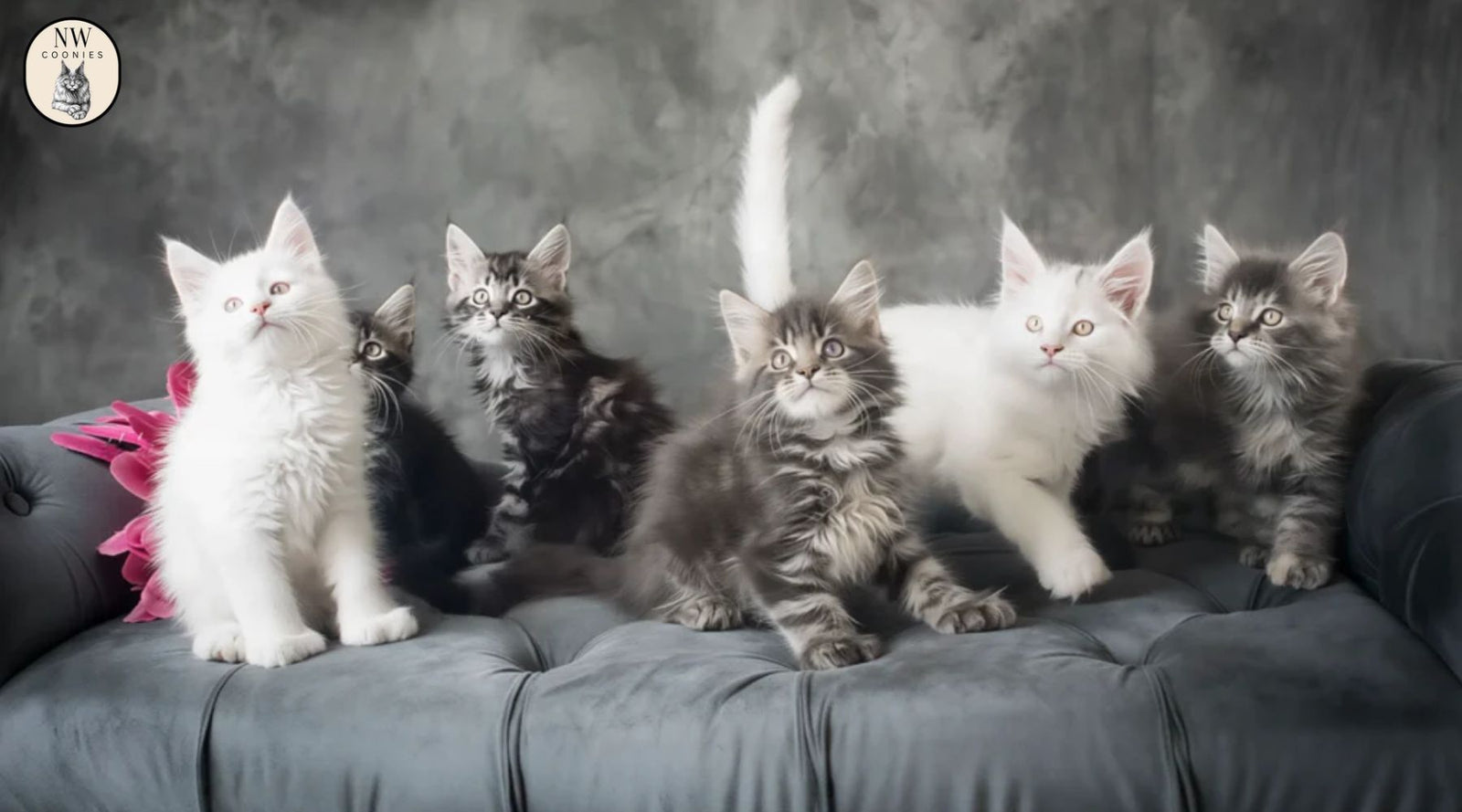 Polydactyl Maine Coon kitten with extra toes and large mitten