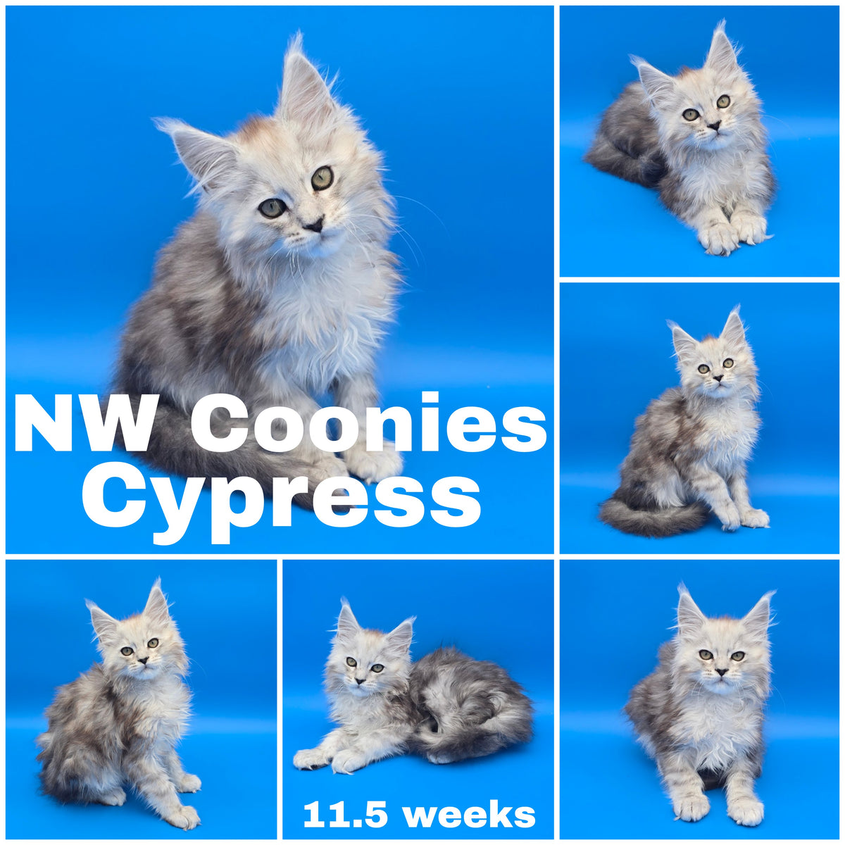 NW Coonies Cypress
