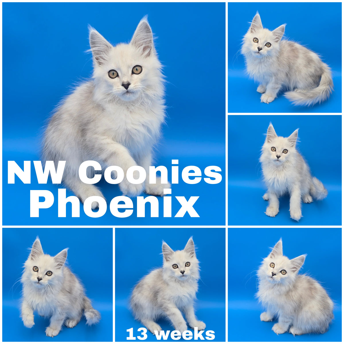 NW Coonies Phoenix