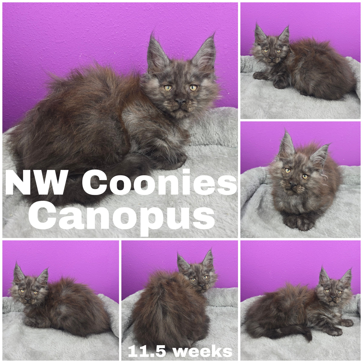 NW Coonies Canopus