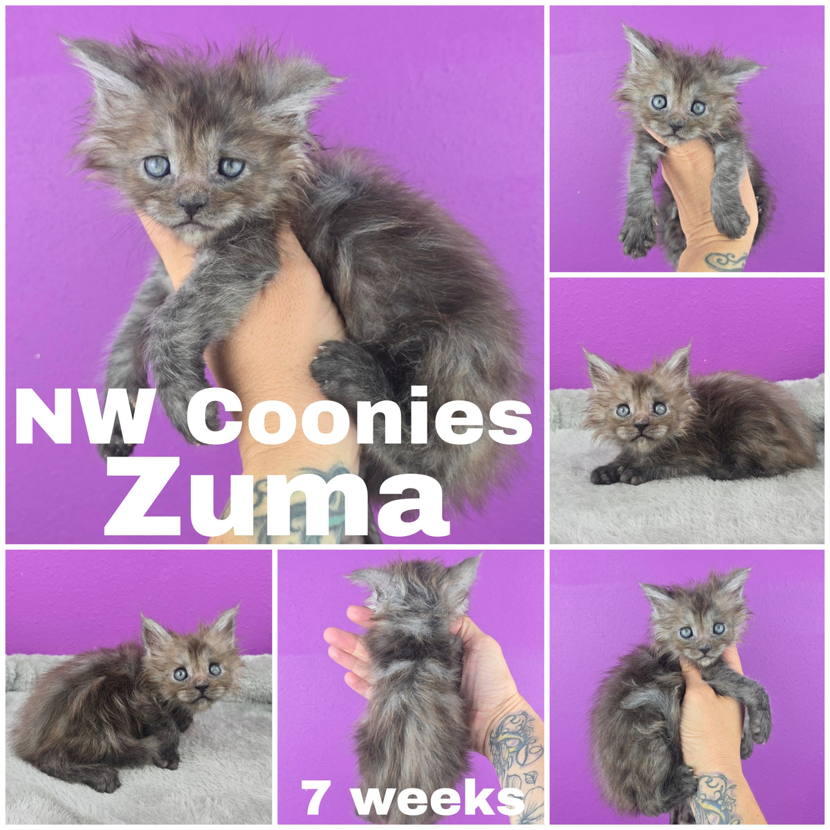 NW Coonies Zuma