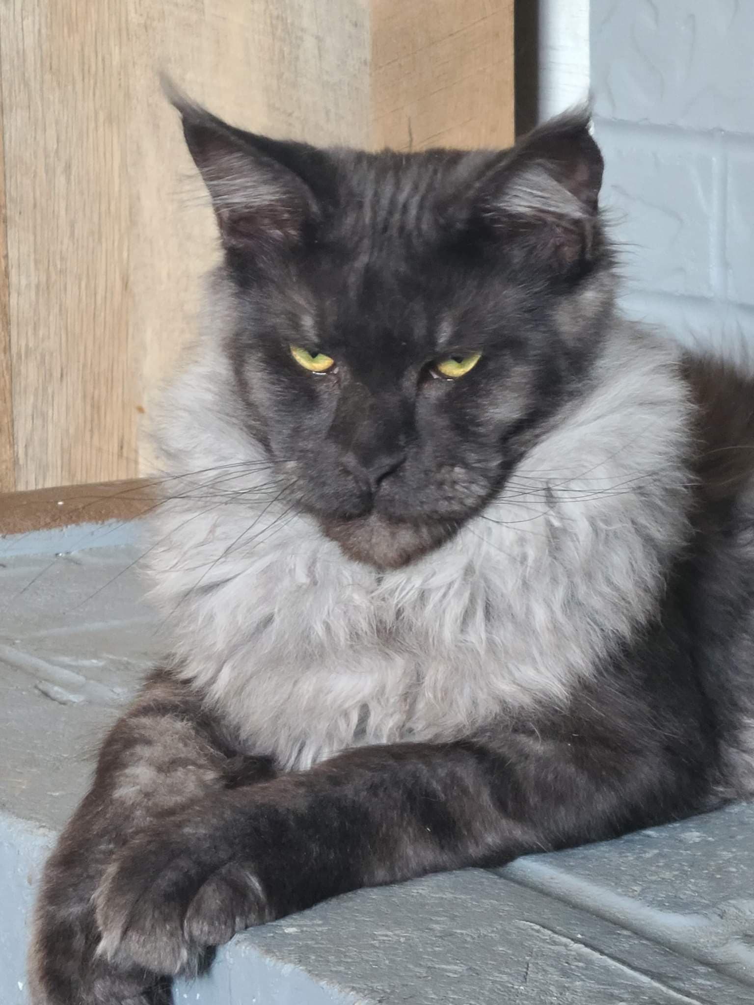 Beautiful adult Maine Coon cat with long thick coat.