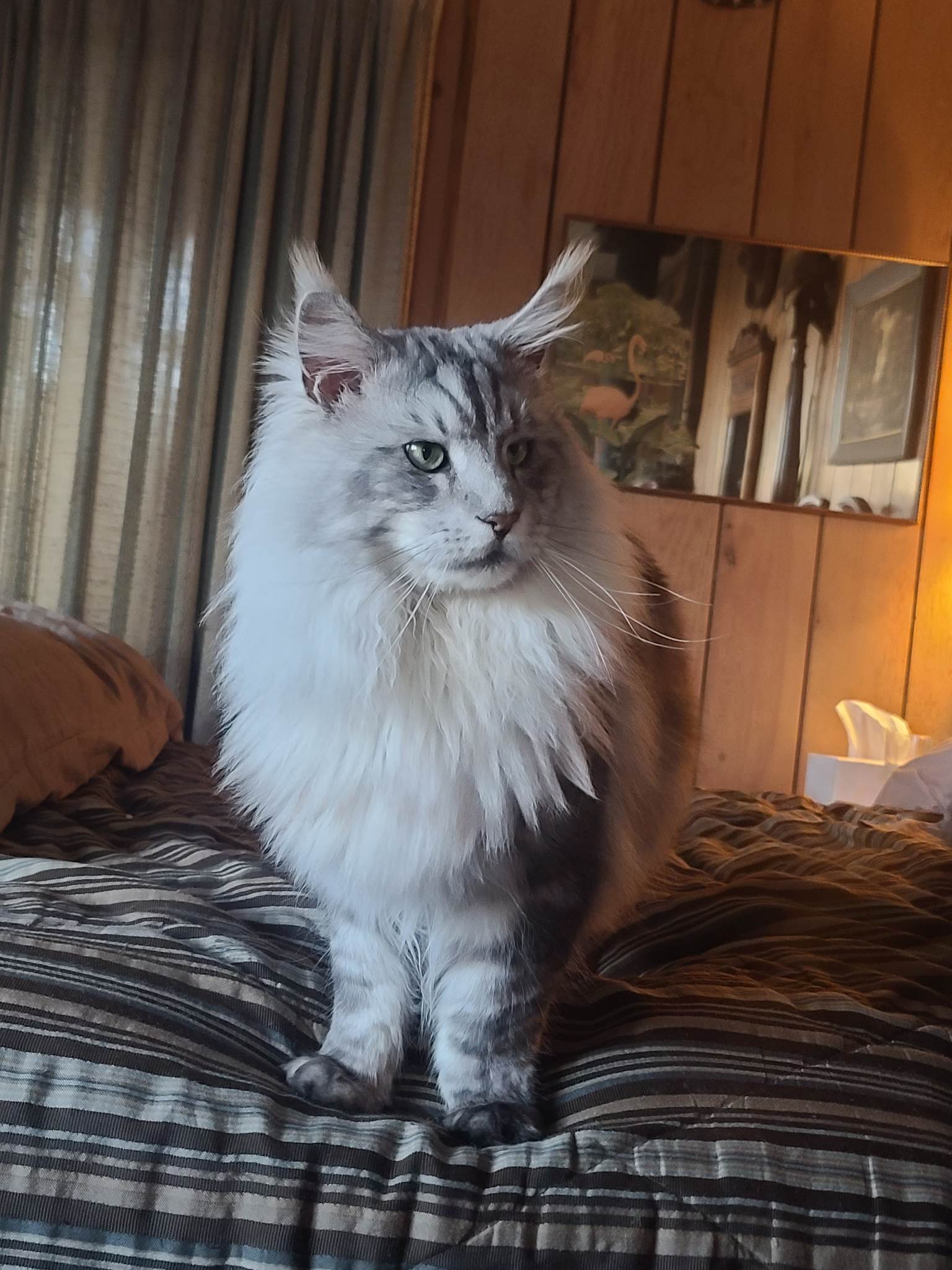 Elegant silver cat with long fur and pointed ears sitting on a bed in a rustic bedroom with wood-panelled walls.