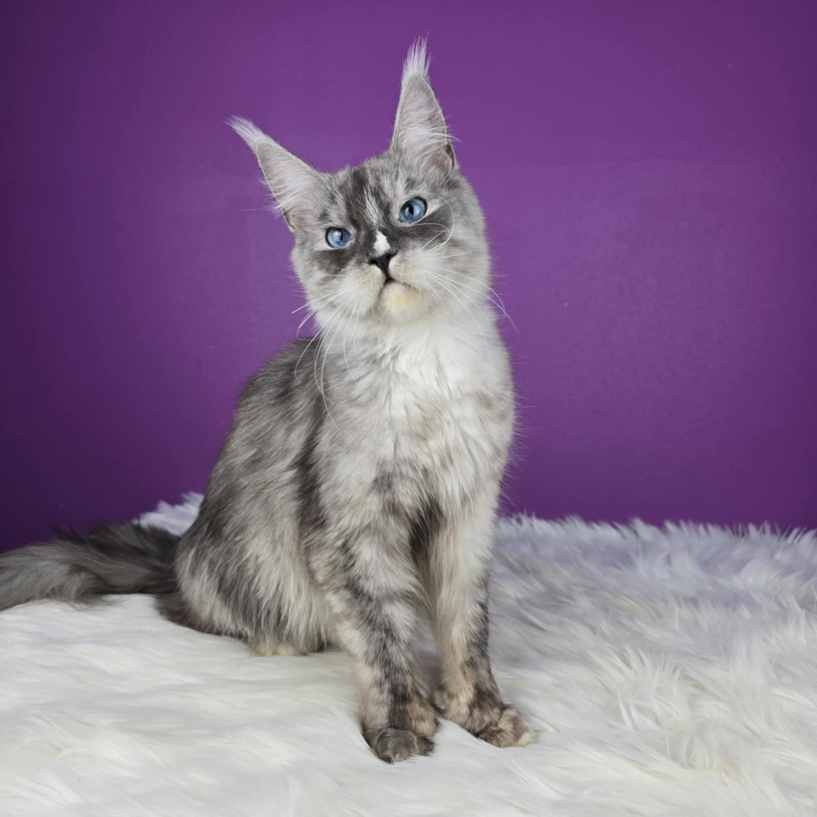 Queen Digit | Black Smoke Polydactyl Maine Coon - NW Coonies
