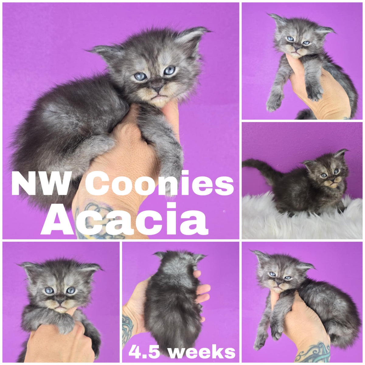 NW Coonies Acacia