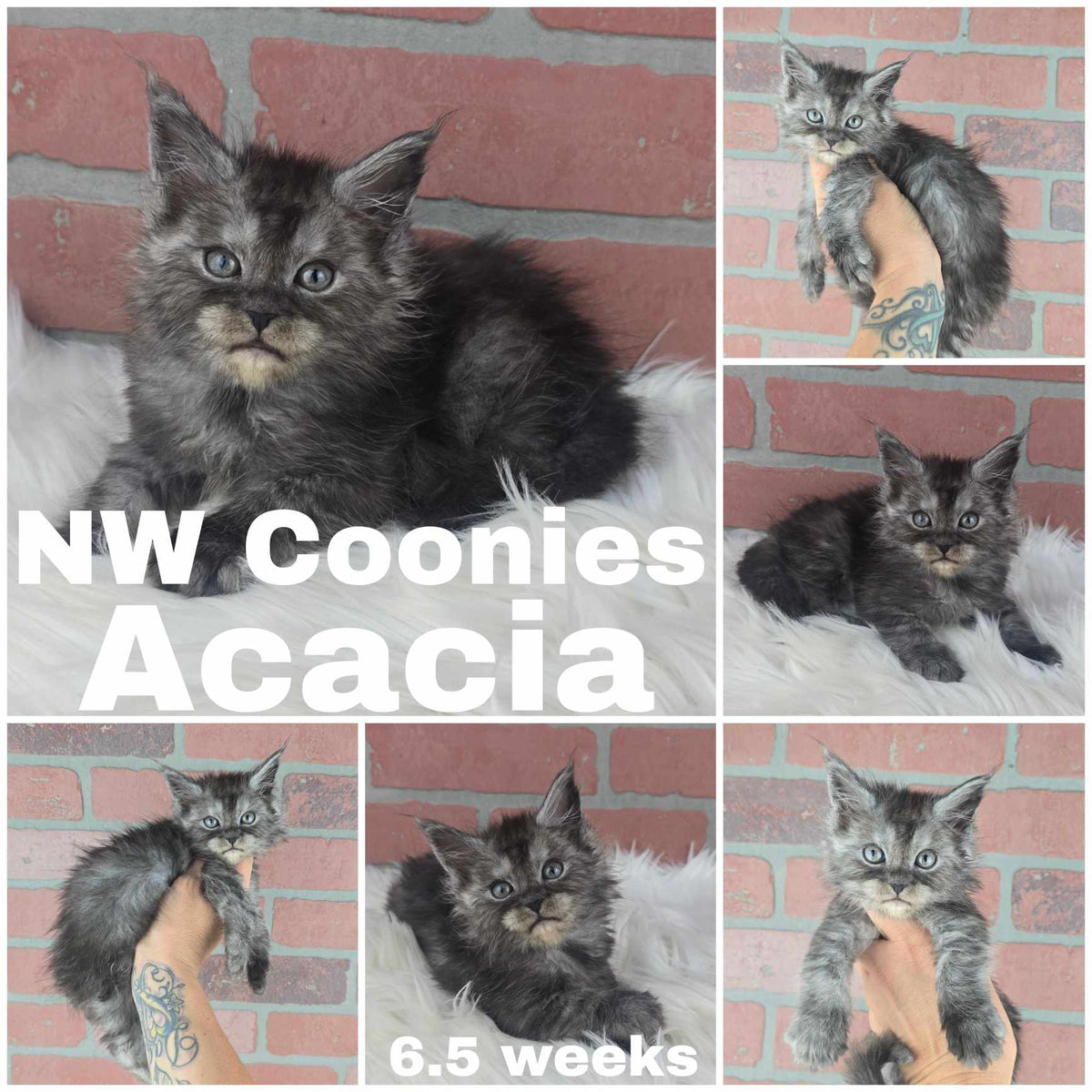 NW Coonies Acacia
