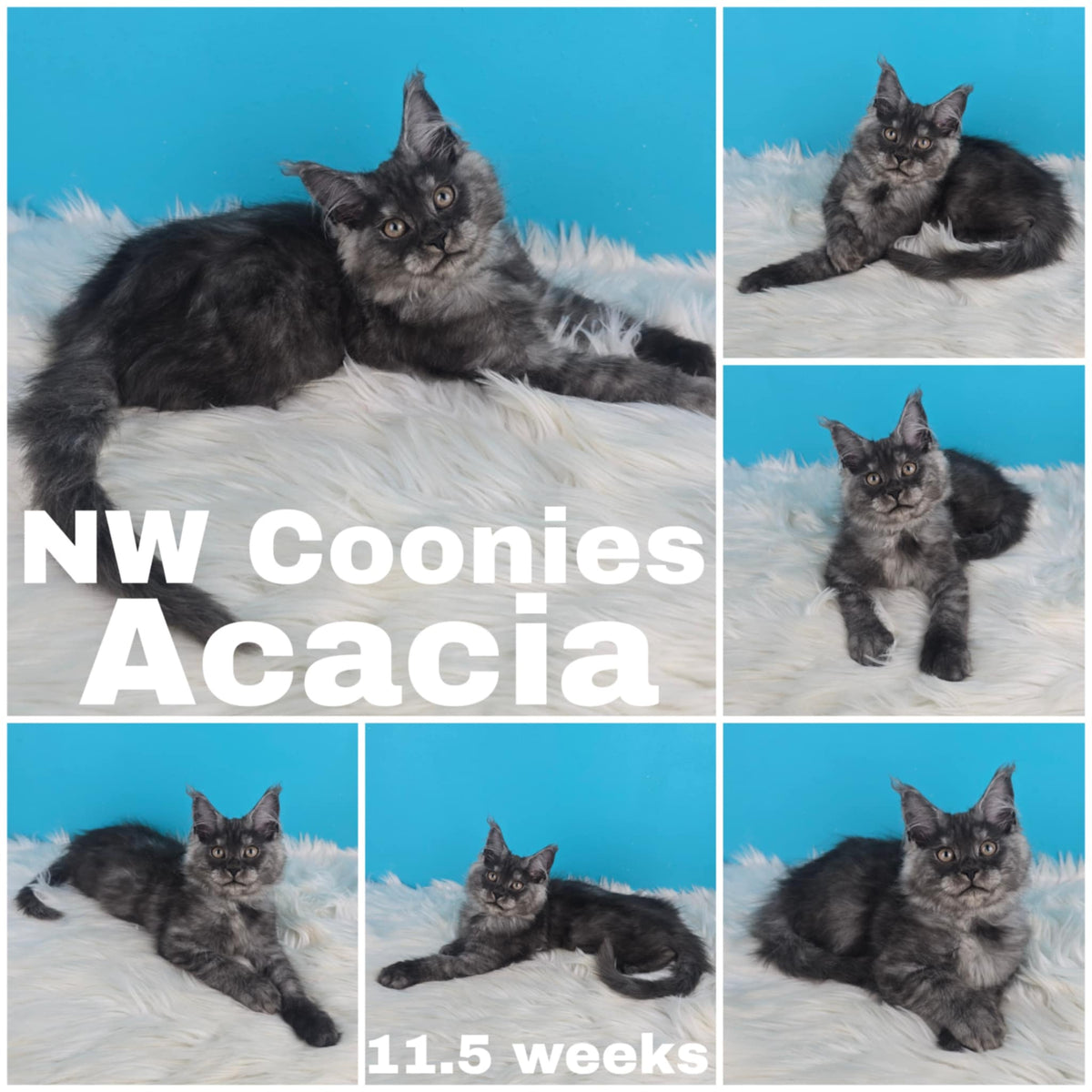 NW Coonies Acacia