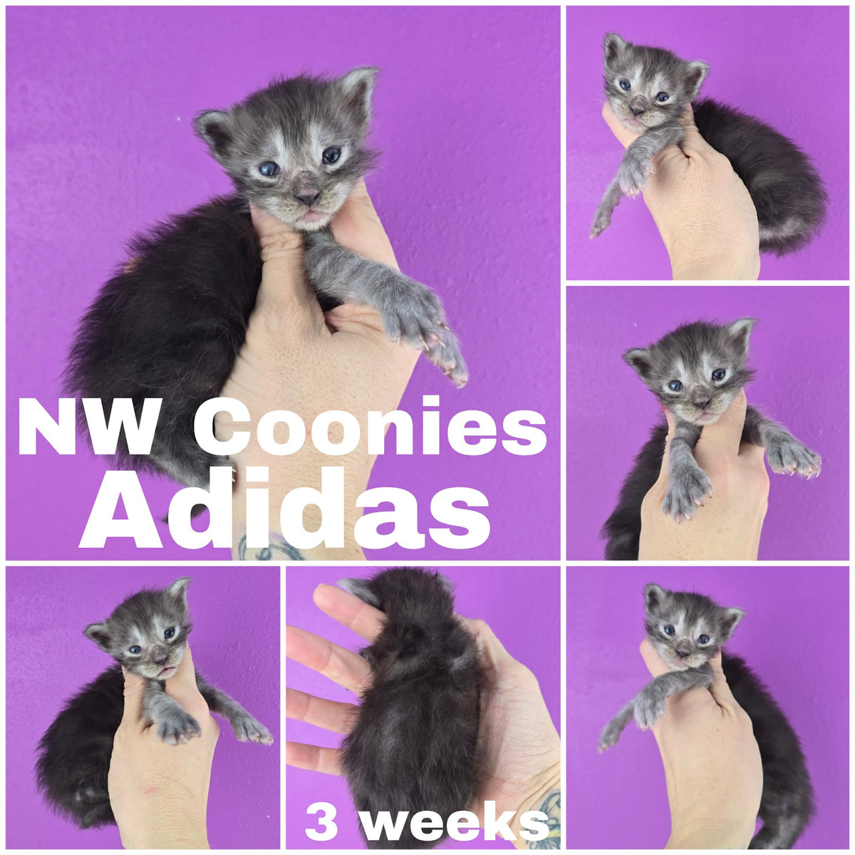 NW Coonies Adidas