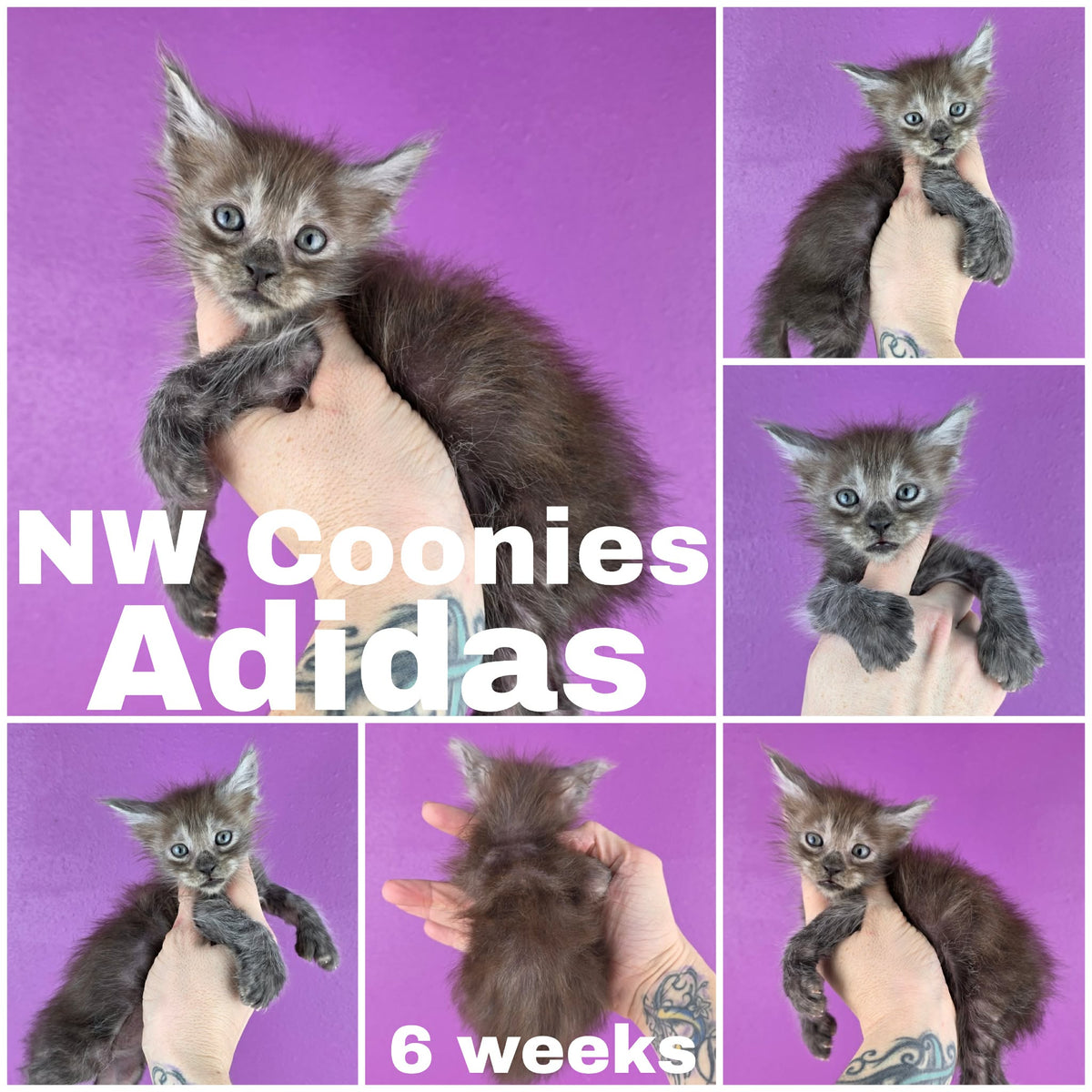 NW Coonies Adidas