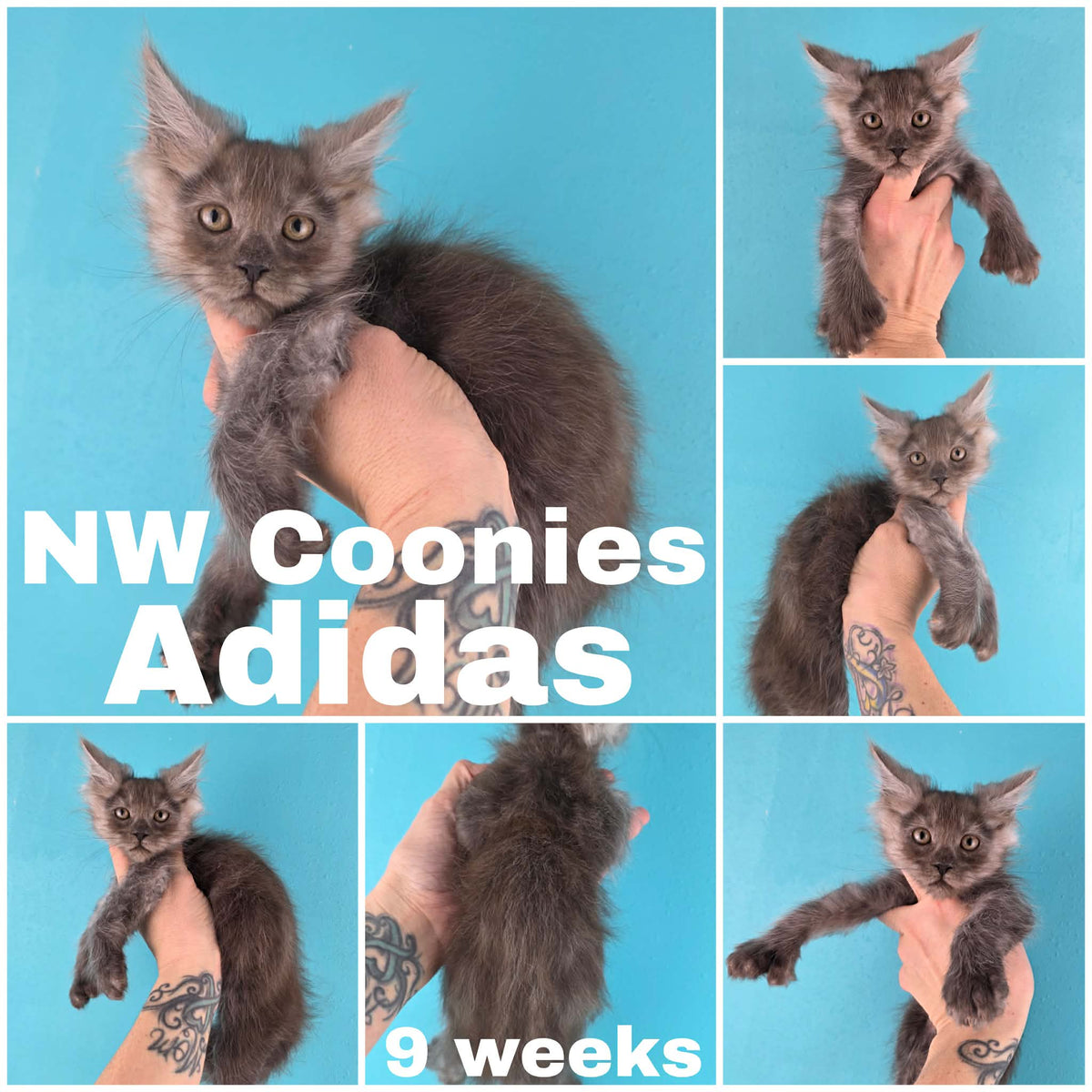 NW Coonies Adidas