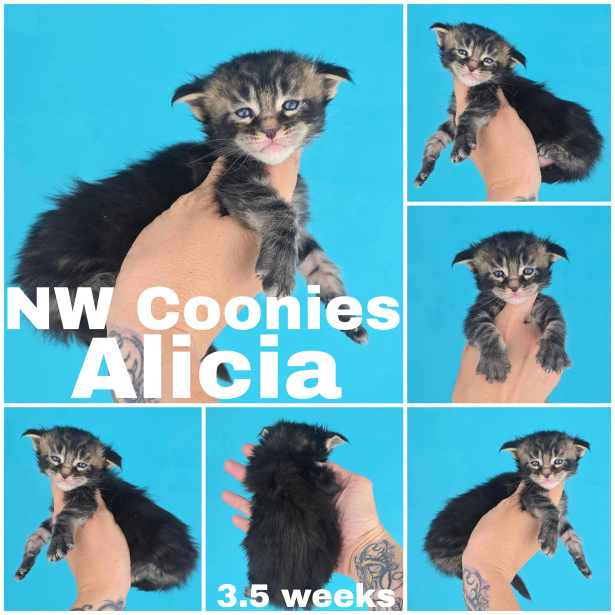 NW Coonies Alicia