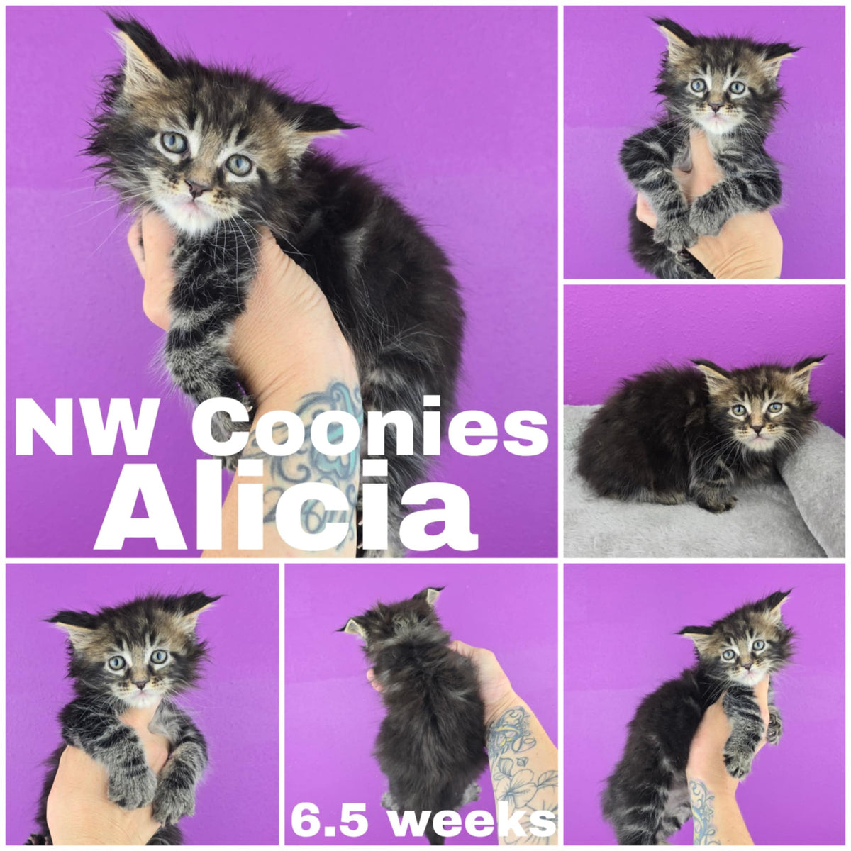 NW Coonies Alicia