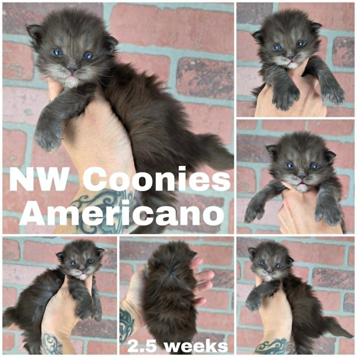 NW Coonies Americano