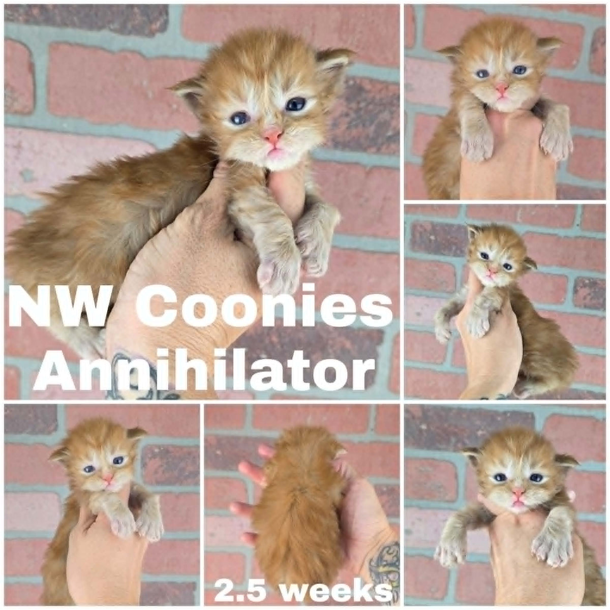 NW Coonies Annihilator