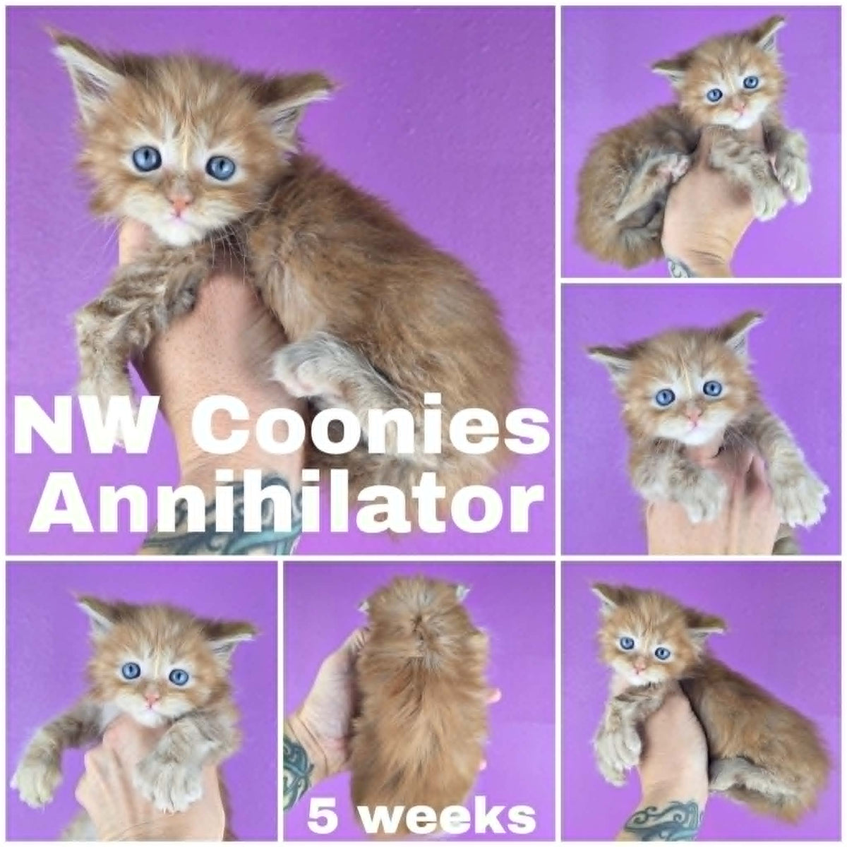 NW Coonies Annihilator