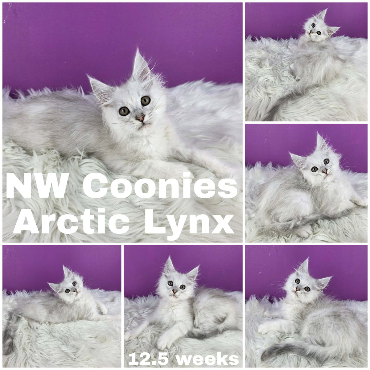 NW Coonies Arctic Lynx