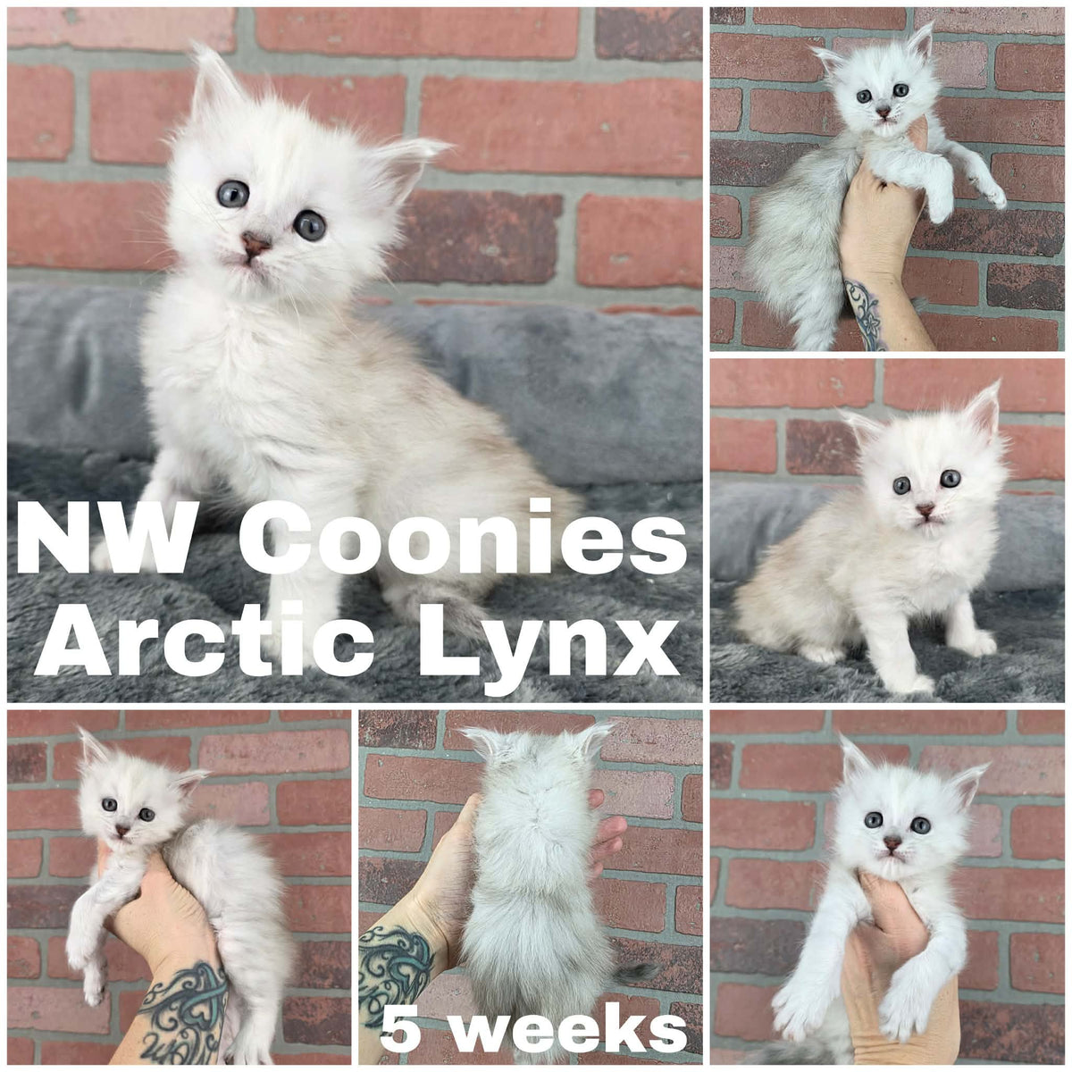 NW Coonies Arctic Lynx