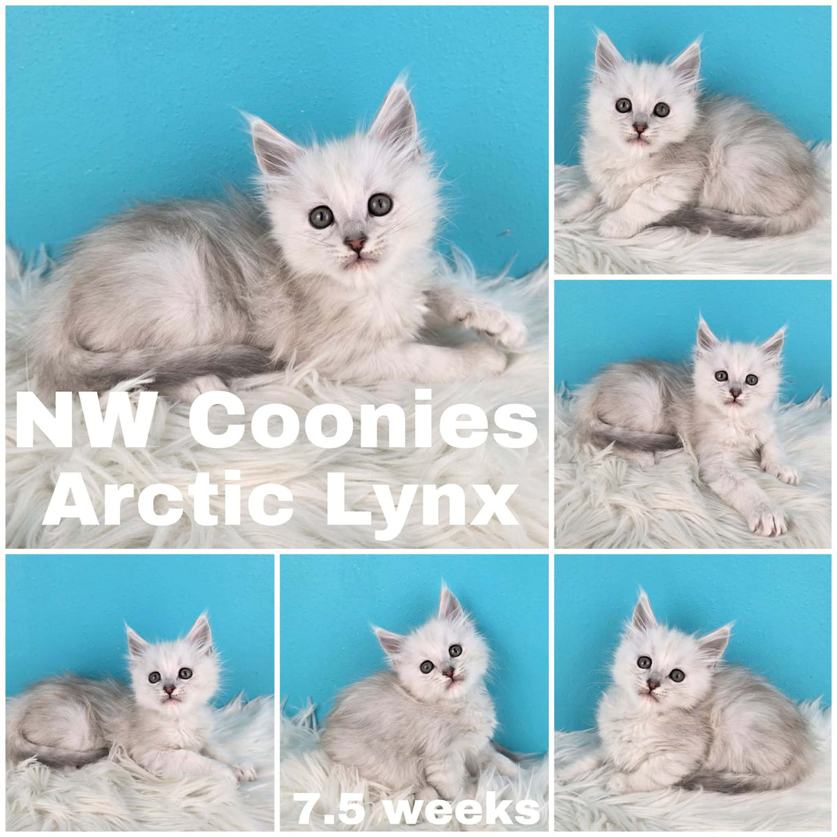 NW Coonies Arctic Lynx