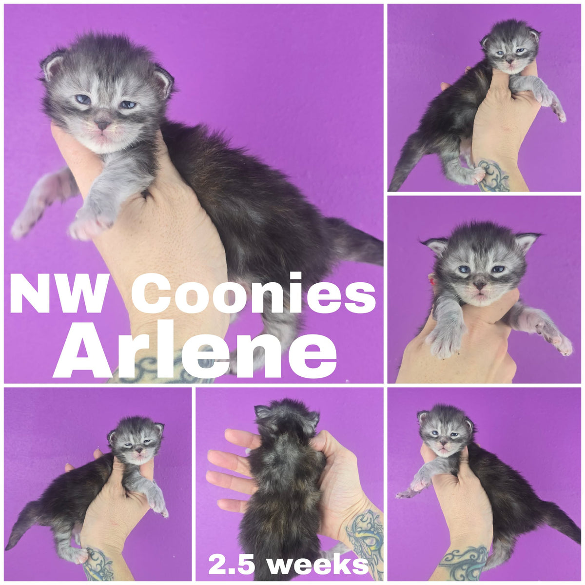 NW Coonies Arlene