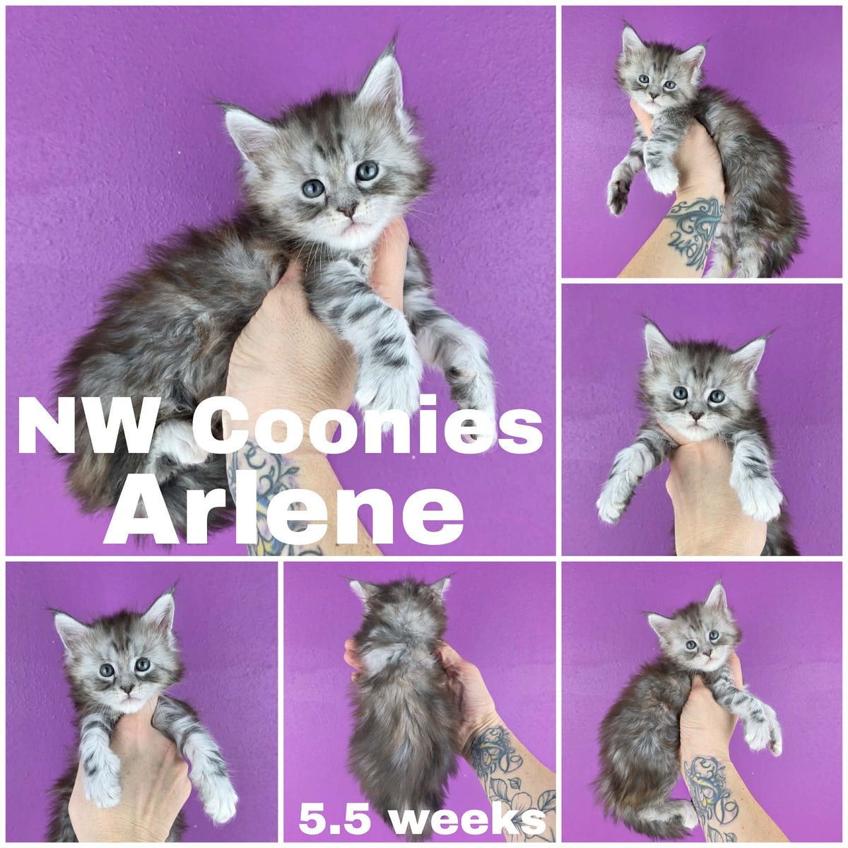 NW Coonies Arlene