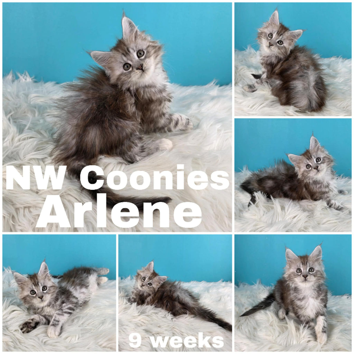 NW Coonies Arlene