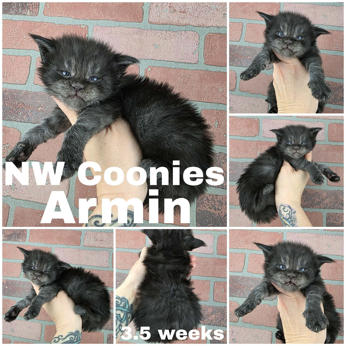 NW Coonies Armin