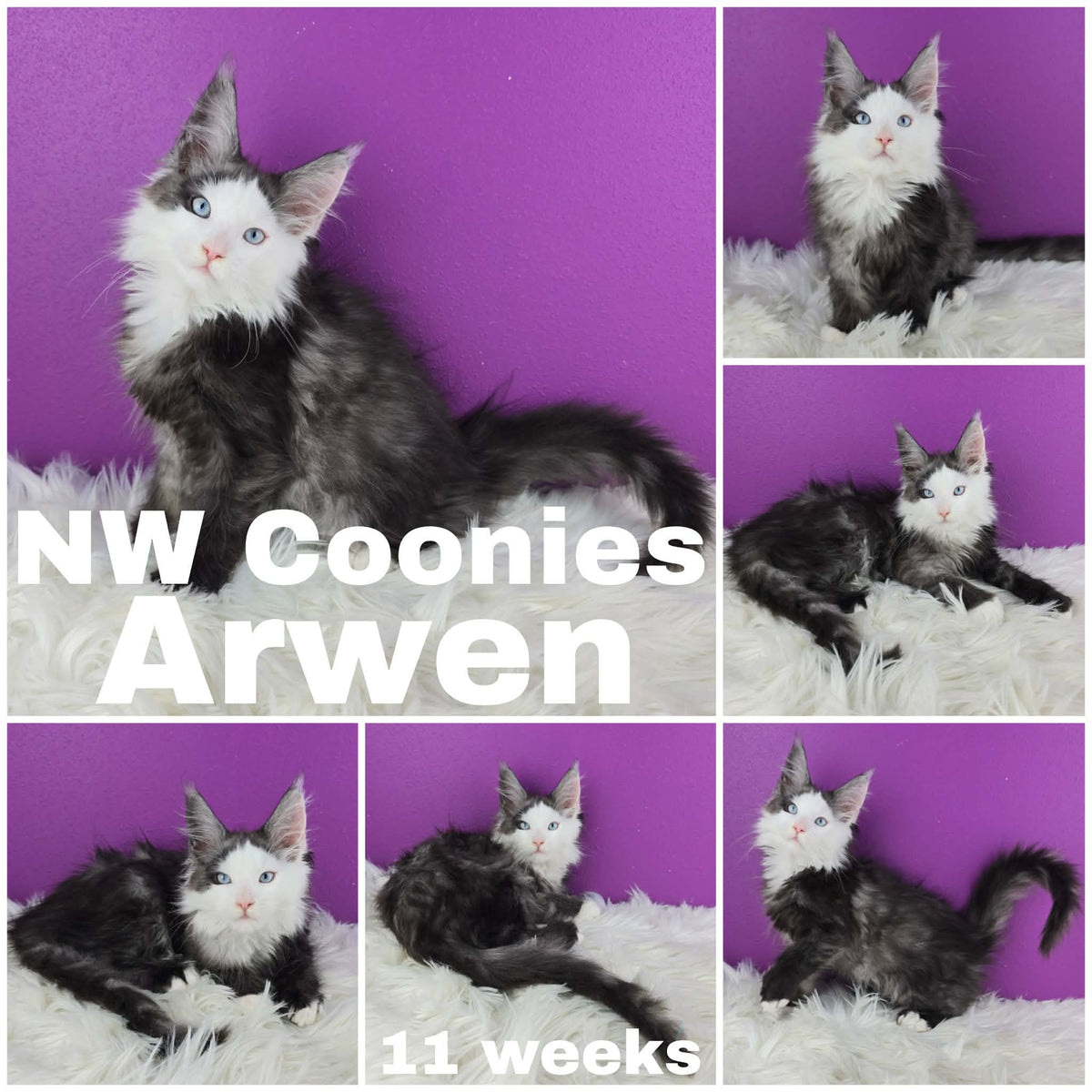 NW Coonies Arwen