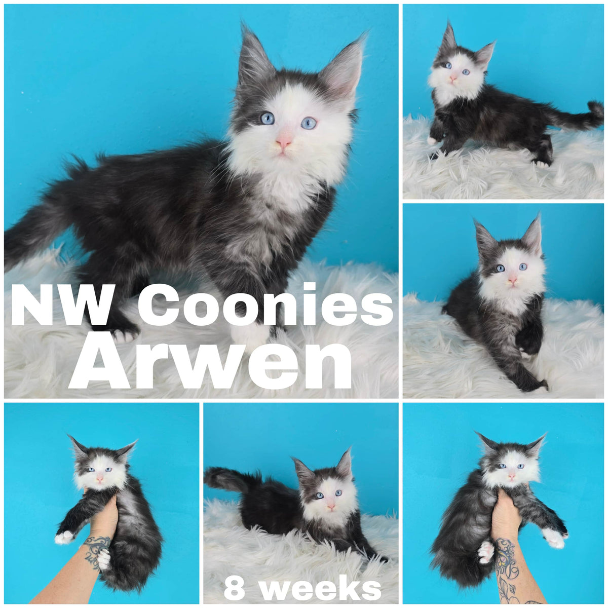 NW Coonies Arwen