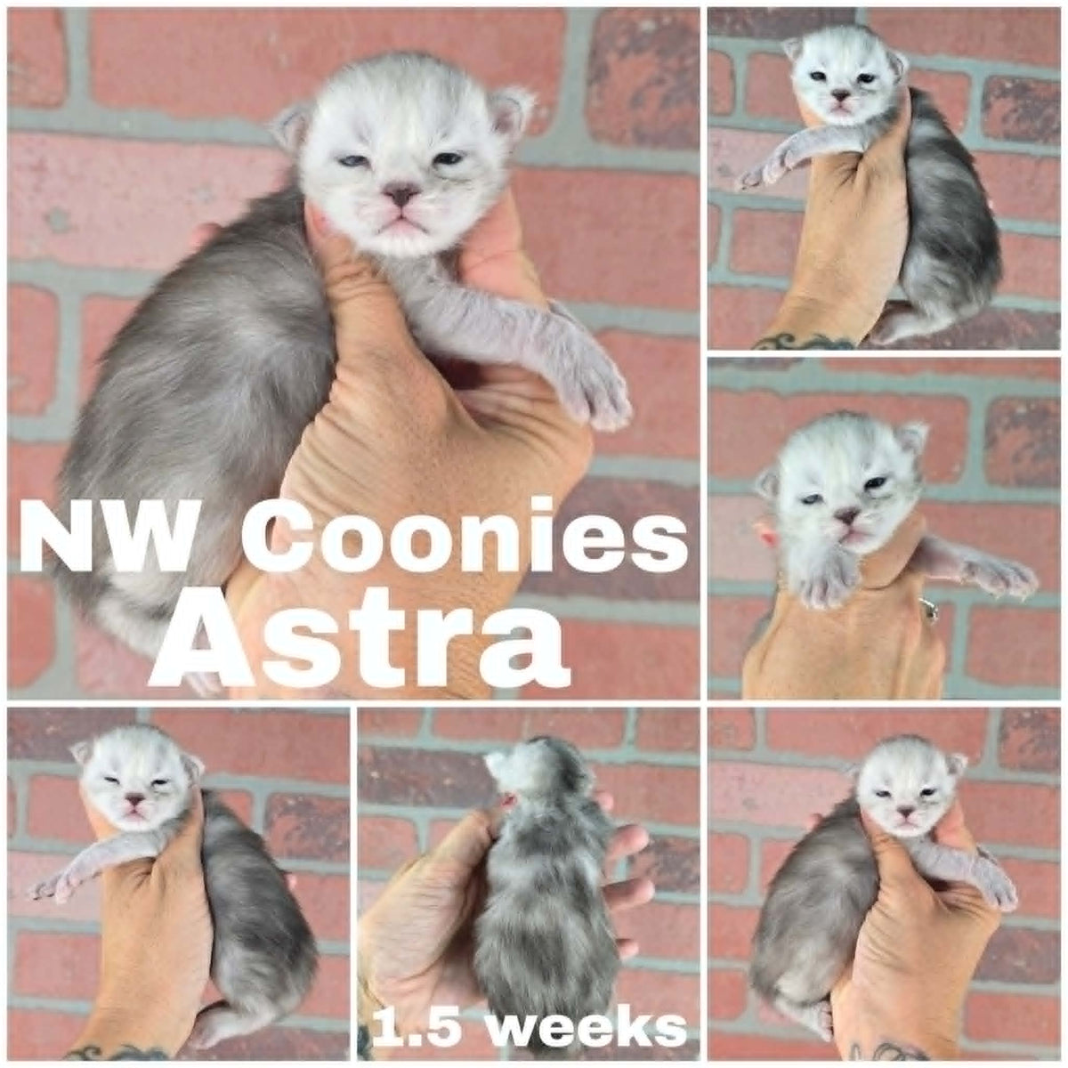 NW Coonies Astra