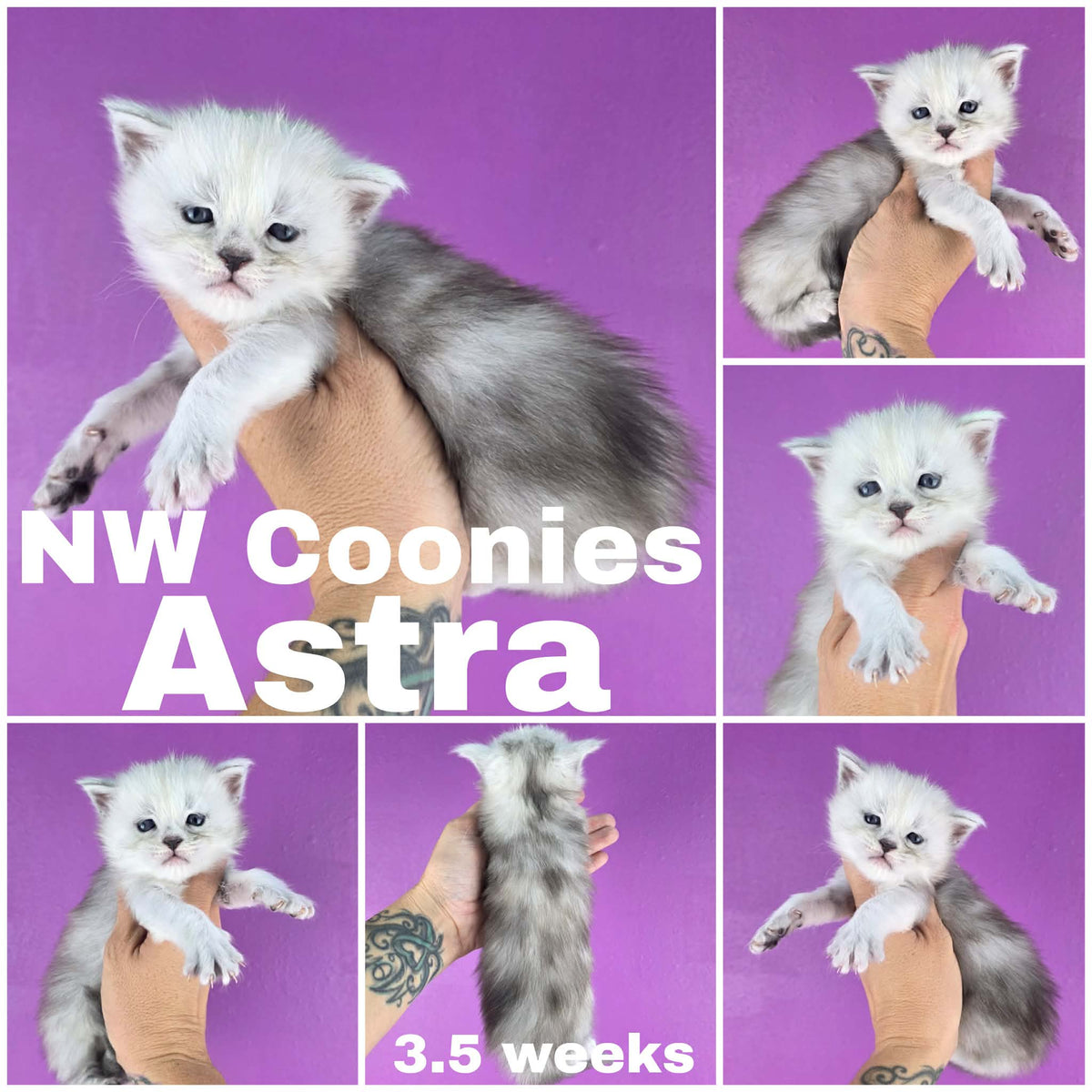 NW Coonies Astra