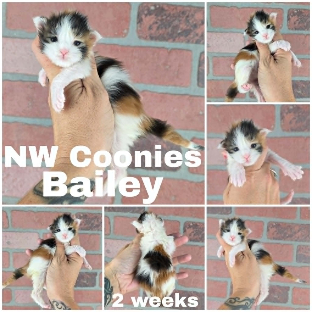 NW Coonies Bailey