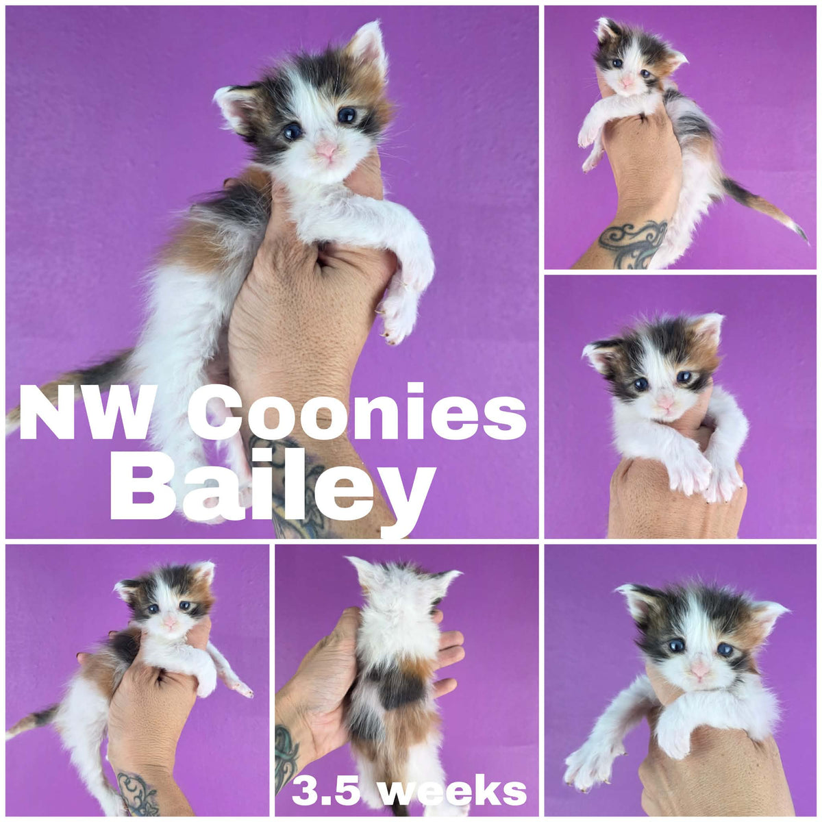 NW Coonies Bailey