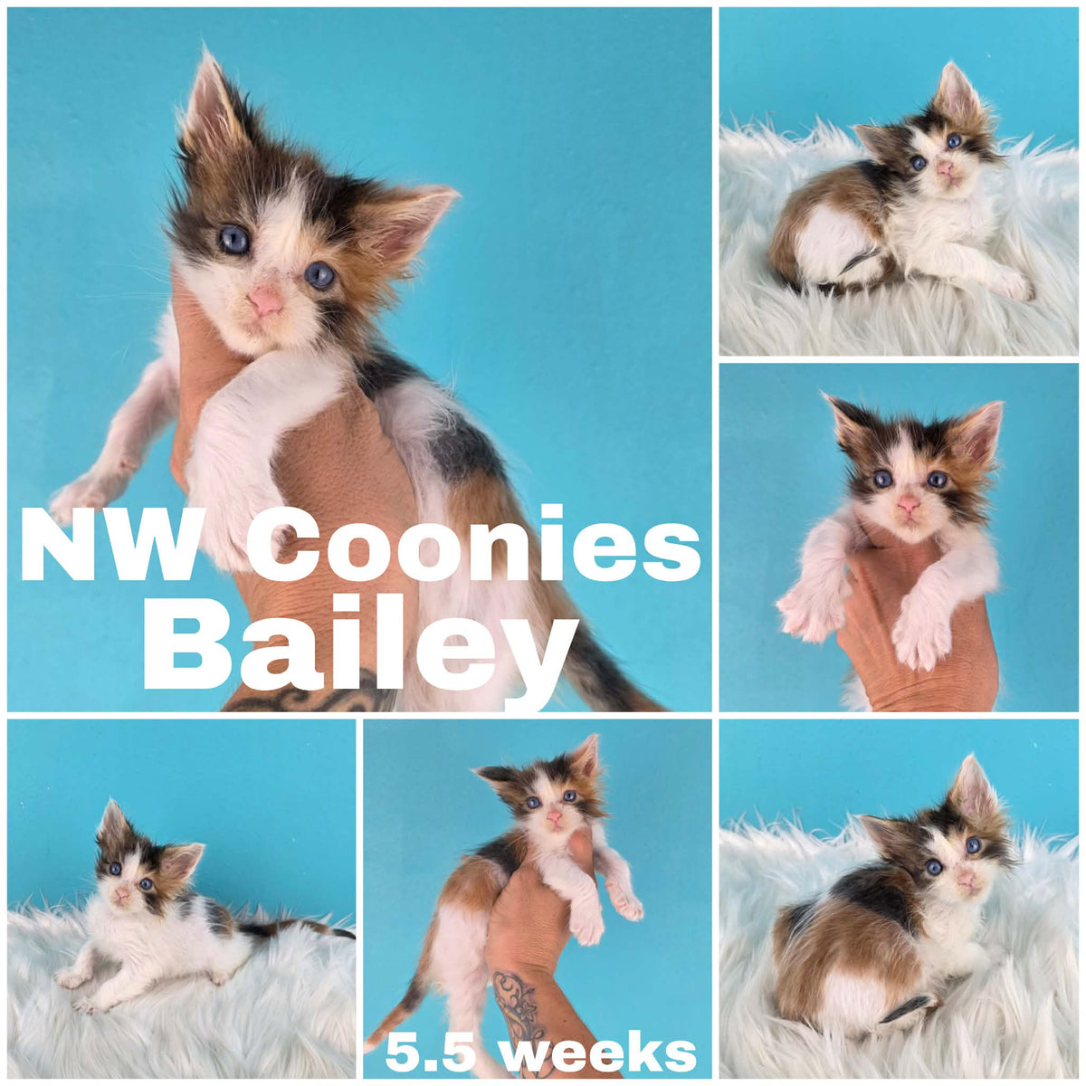 NW Coonies Bailey