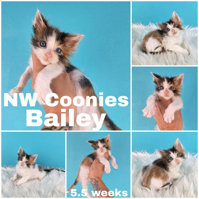 NW Coonies Bailey