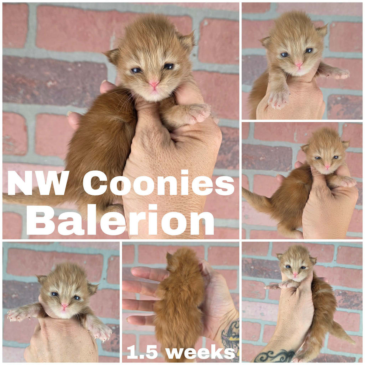 NW Coonies Balerion