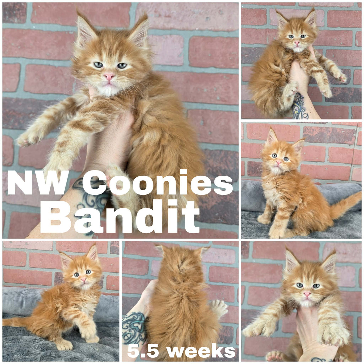 NW Coonies Bandit