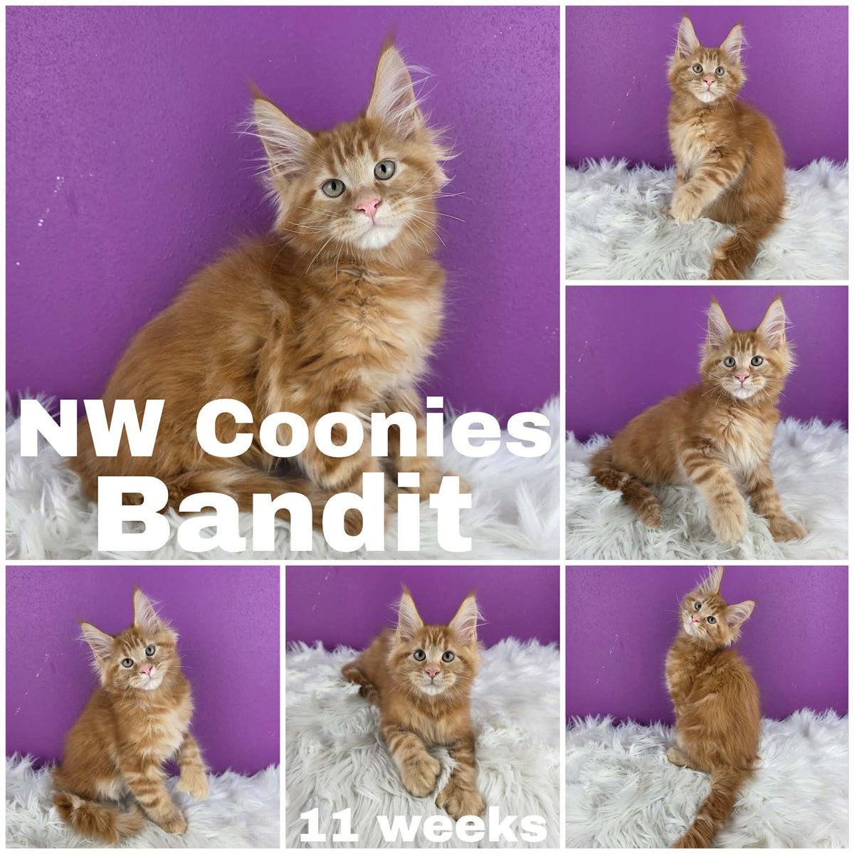NW Coonies Bandit