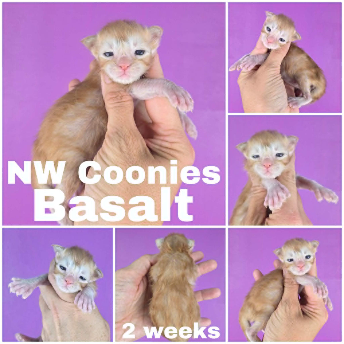NW Coonies Basalt